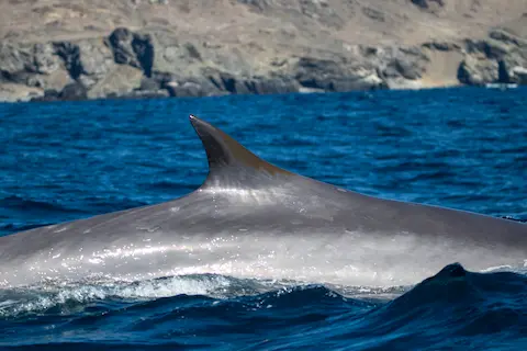 Aleta dorsal
