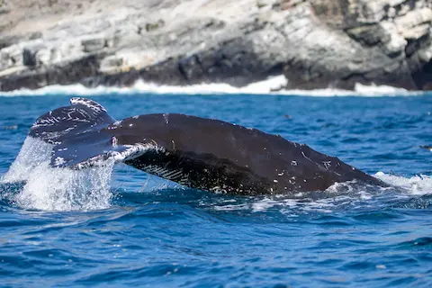 Avistamiento de ballenas y delfines
